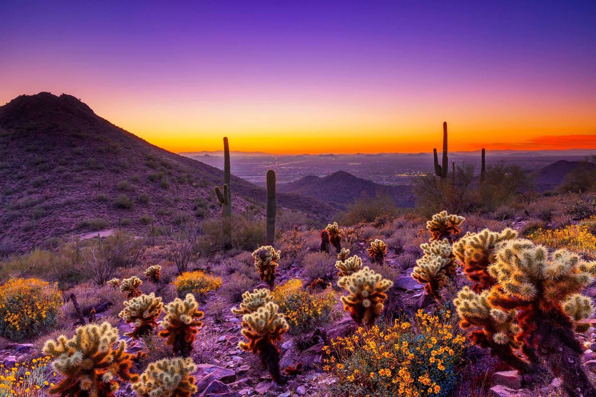 Purple Cactus Garden Arizona Desert Background
