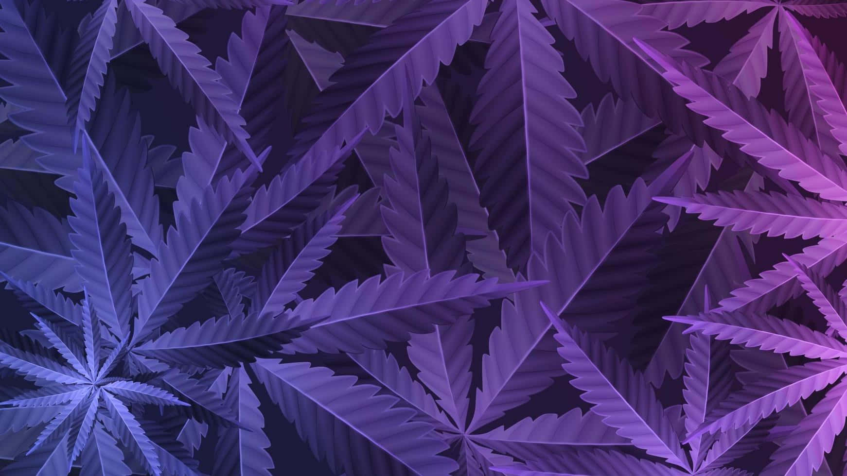 Purple Cannabis Leaf Background