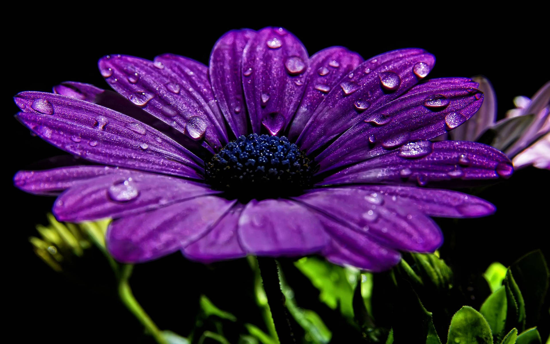 Purple Cape Marguerite Flower Hd Laptop Background