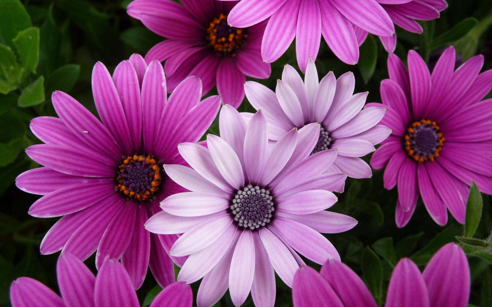 Purple Cape Marguerite Flower Laptop Background