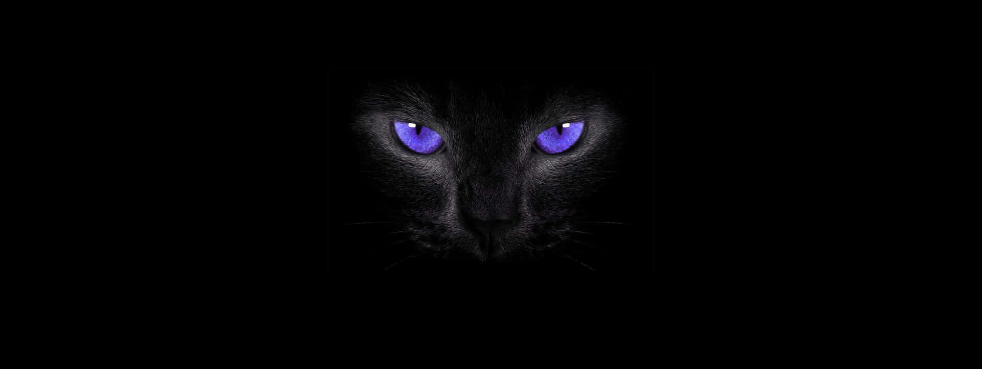 Purple Cat Eyes Black Cat