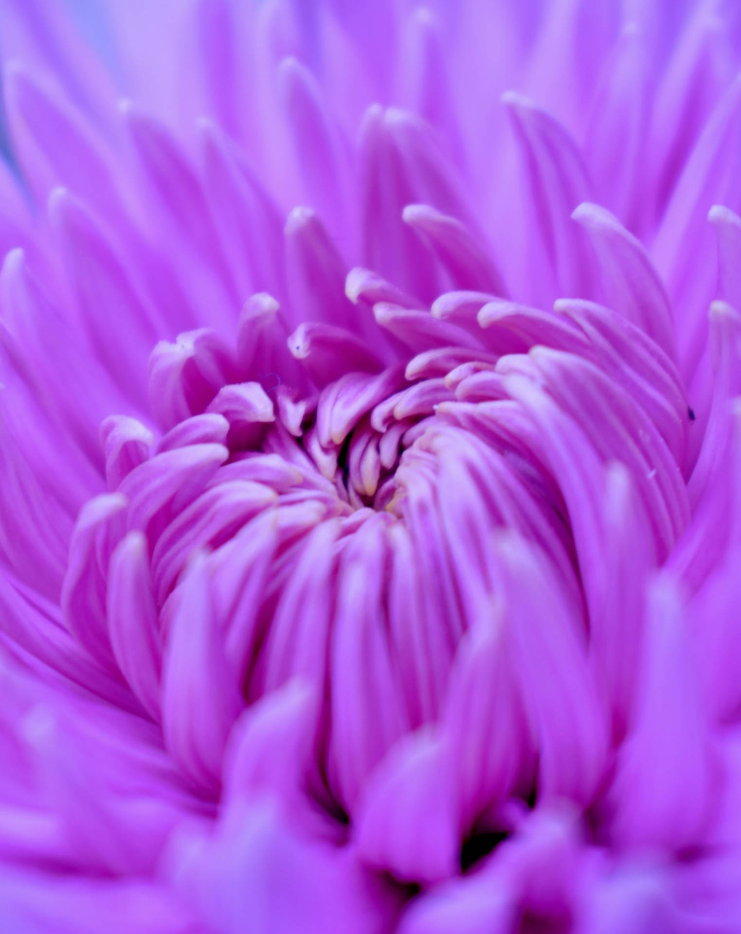 Purple Chrysantemum Flower Blooming Iphone Background