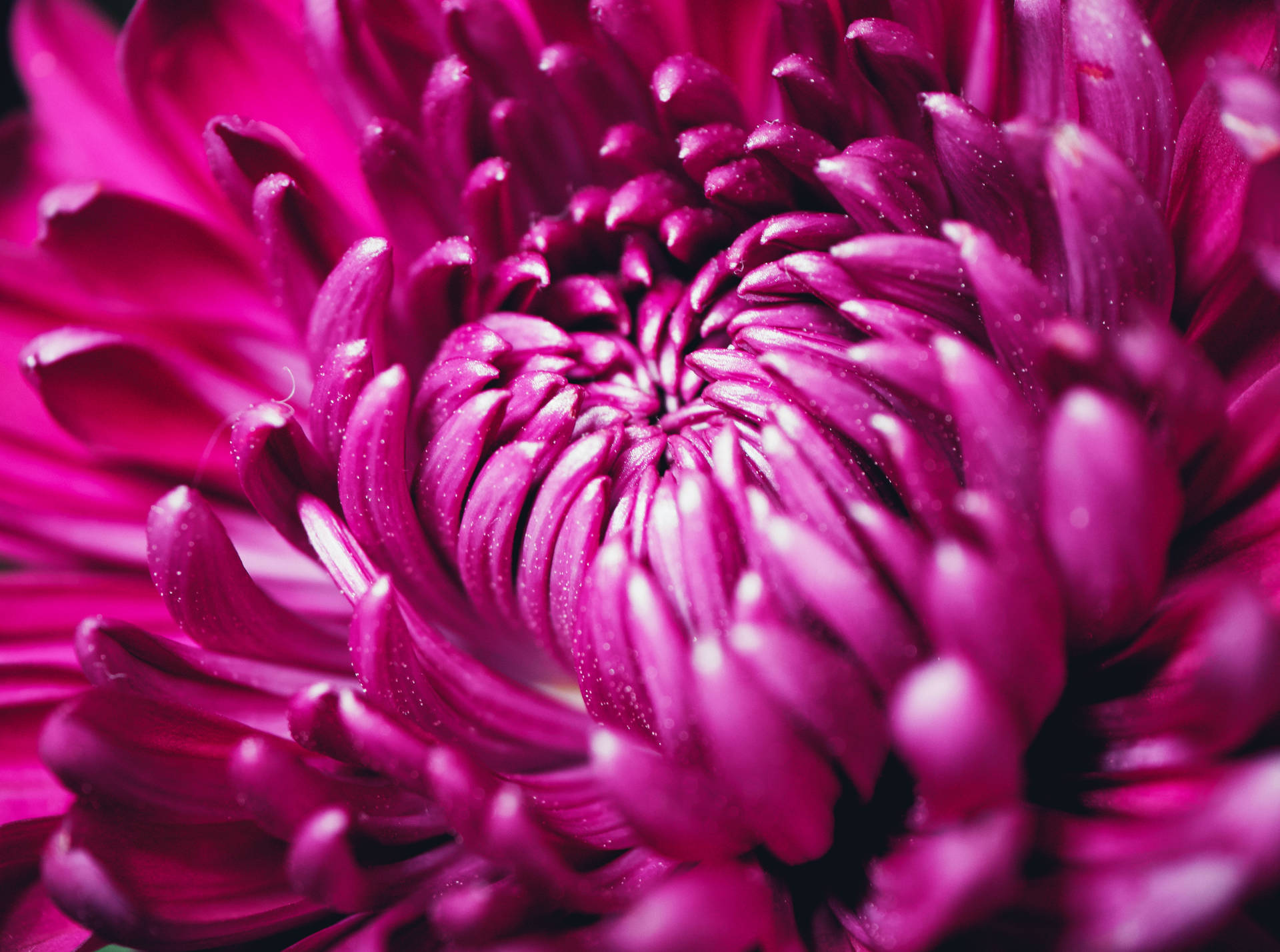 Purple Chrysanthemum Petals Macro Background