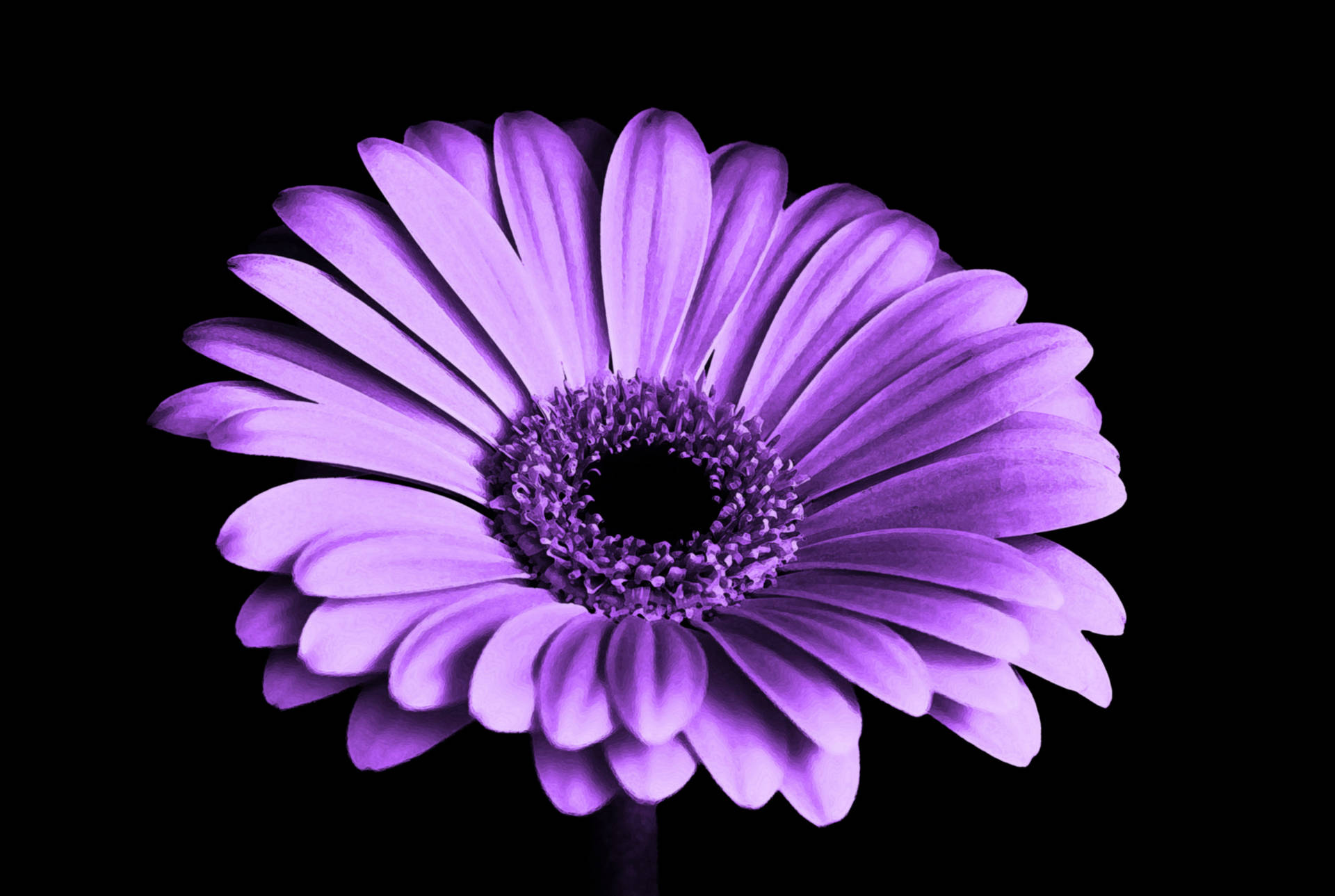 Purple Chrysanthemum Shadow Background