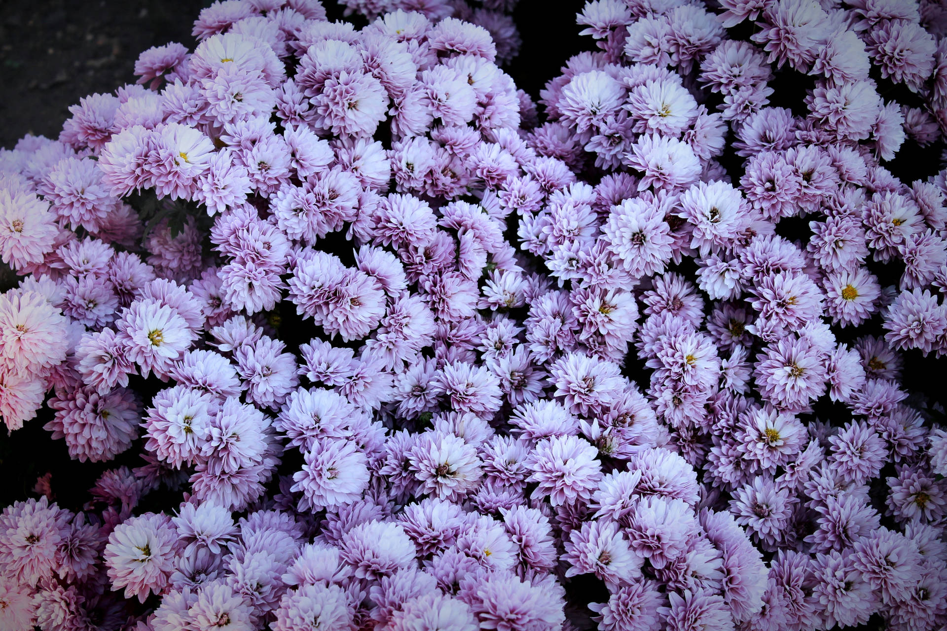 Purple Chrysanthemum Spring Flowers Background