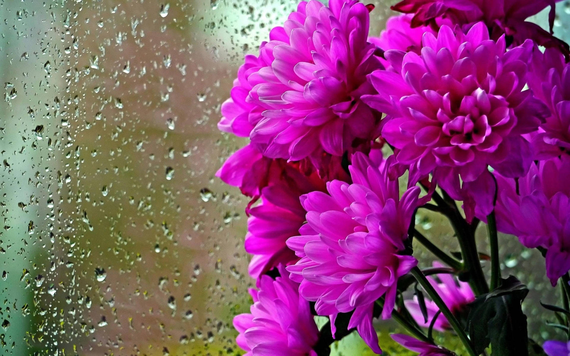 Purple Chrysanthemums Window Glass Background