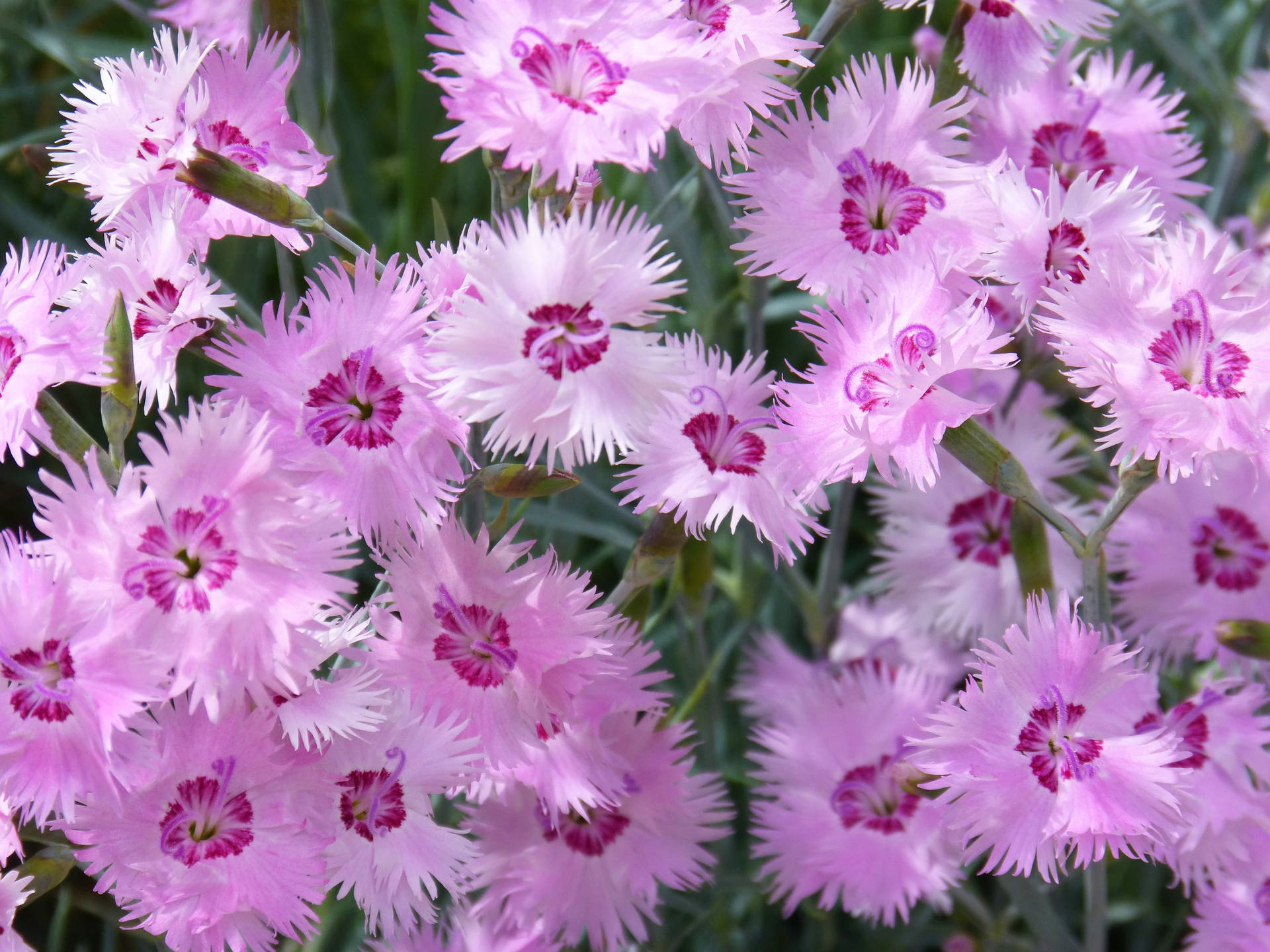 Purple Clavellina Carnations Background