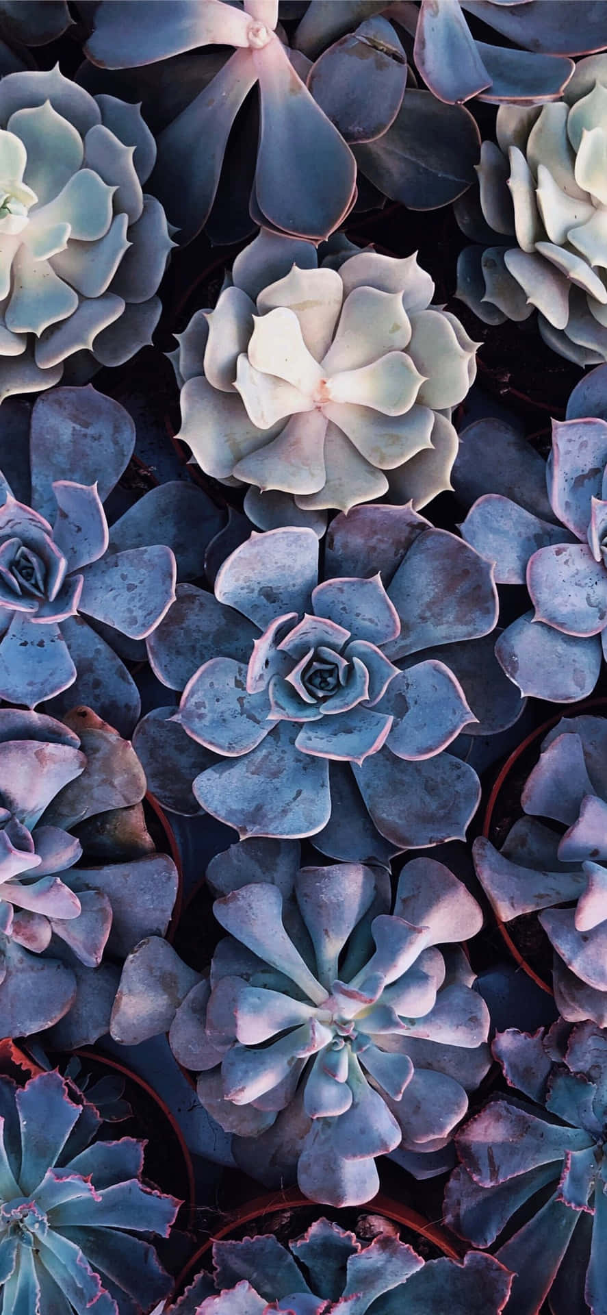 Purple Clusters Succulent Iphone Background