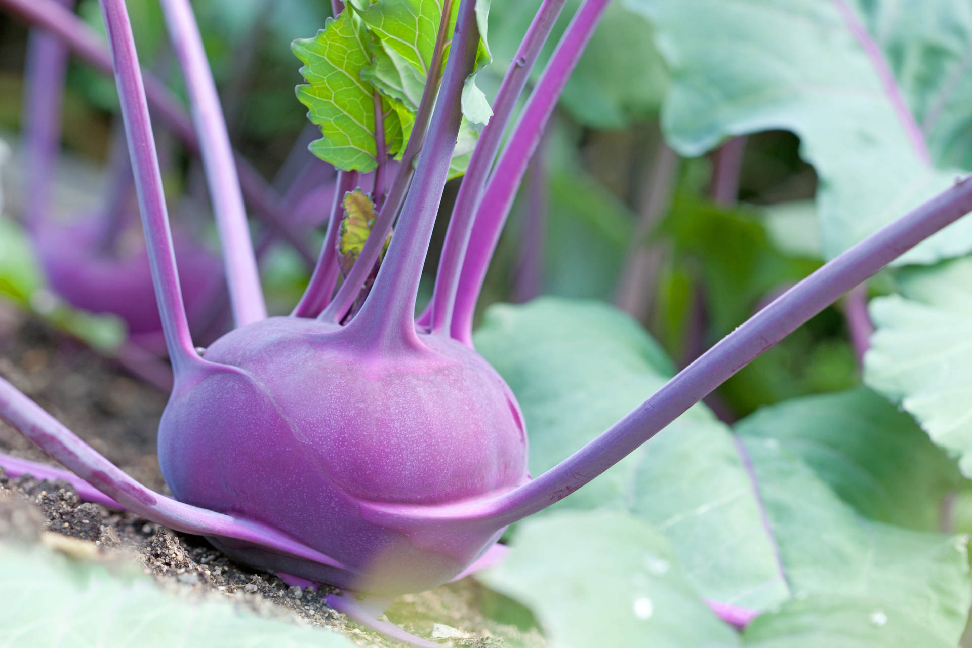 Purple Color Kohlrabi Vegetable