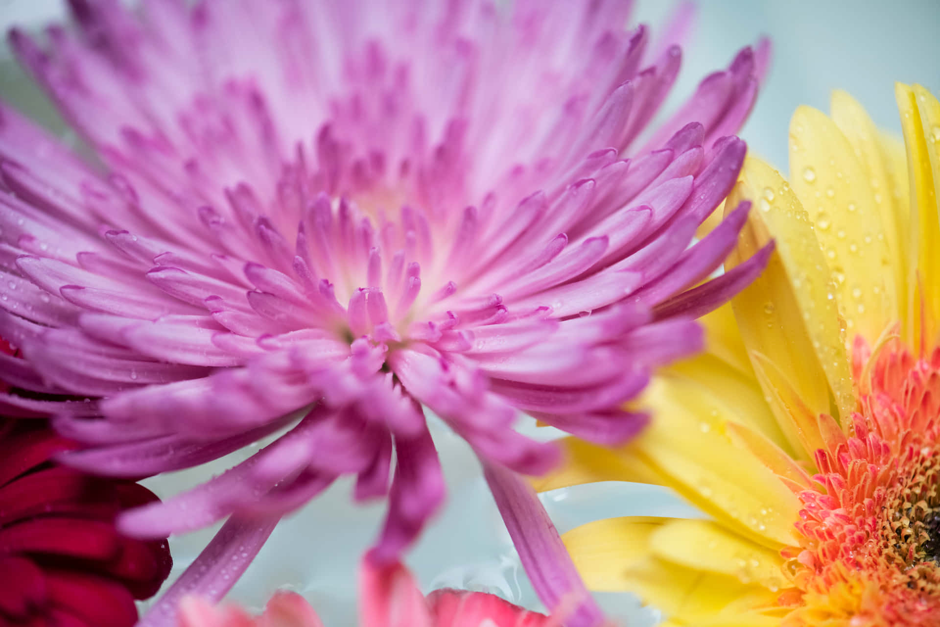 Purple Colorful Daisies Background