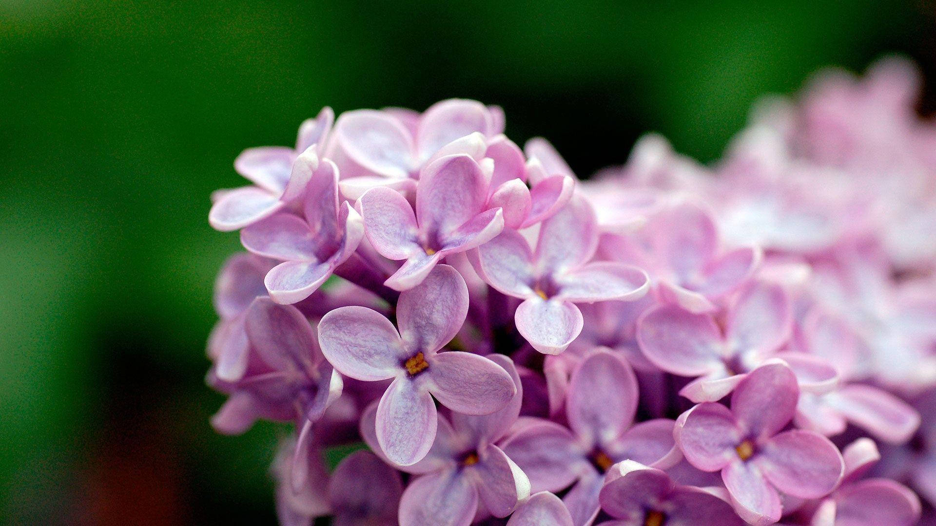 Purple Common Lilac Flower Laptop Background