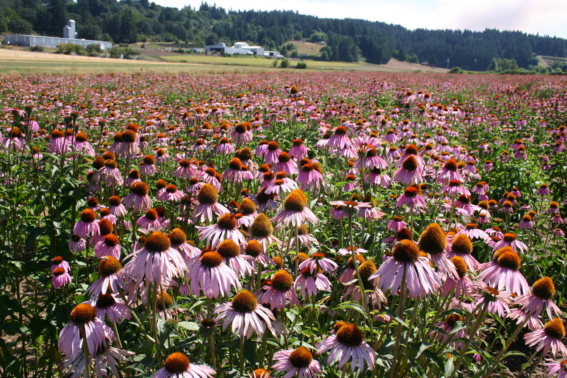 Purple Coneflower Field