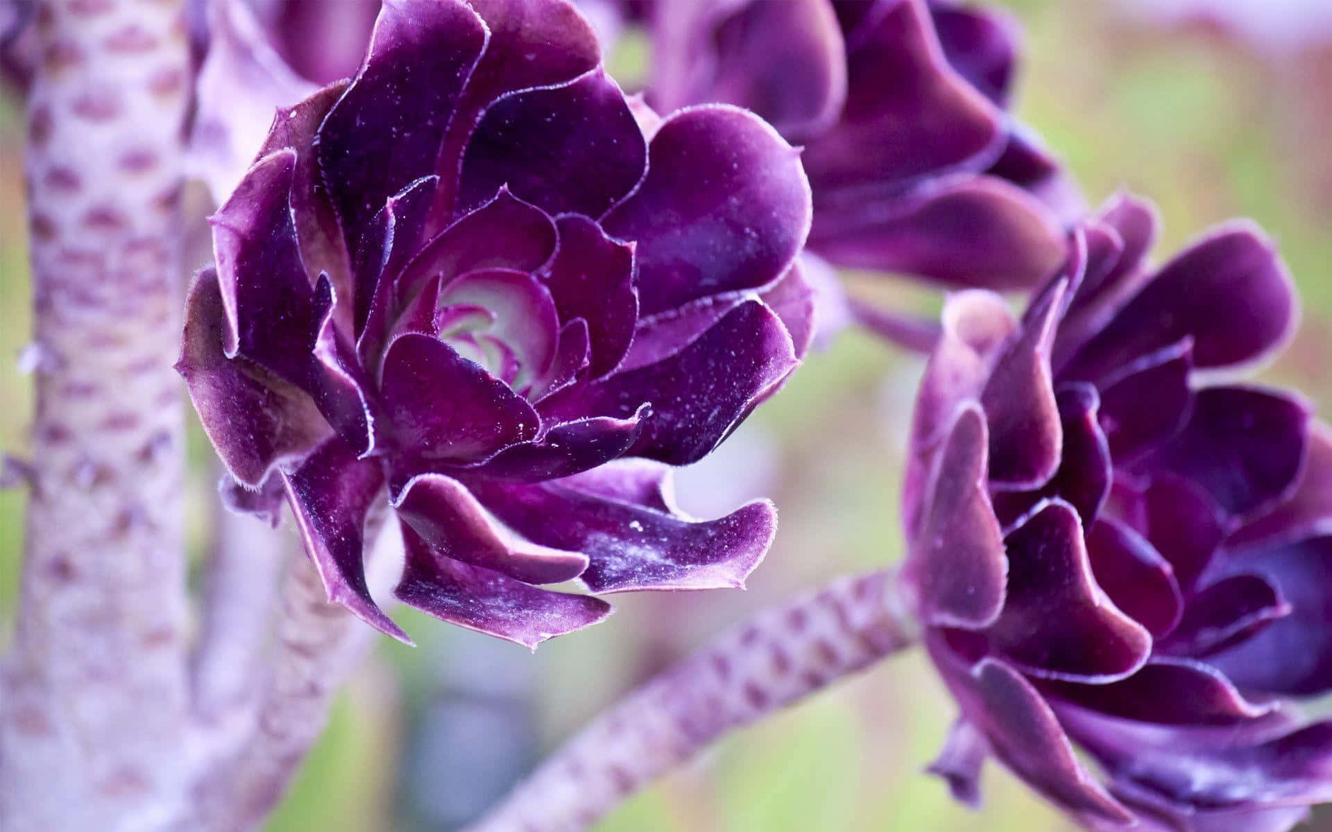 Purple Cool Color Succulent Plant Background