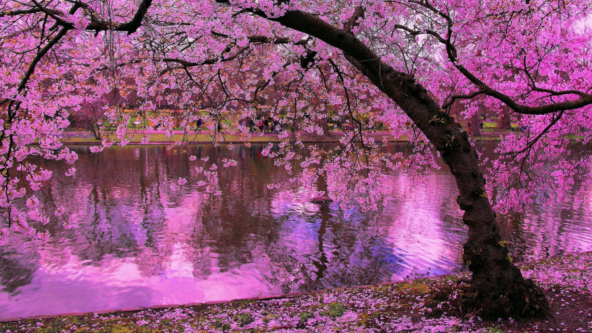 Purple Cool Japanese Tree Background