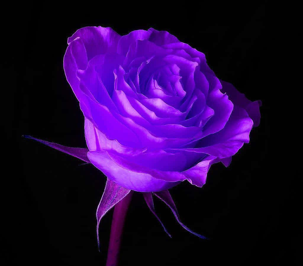 Purple Cool Rose Background