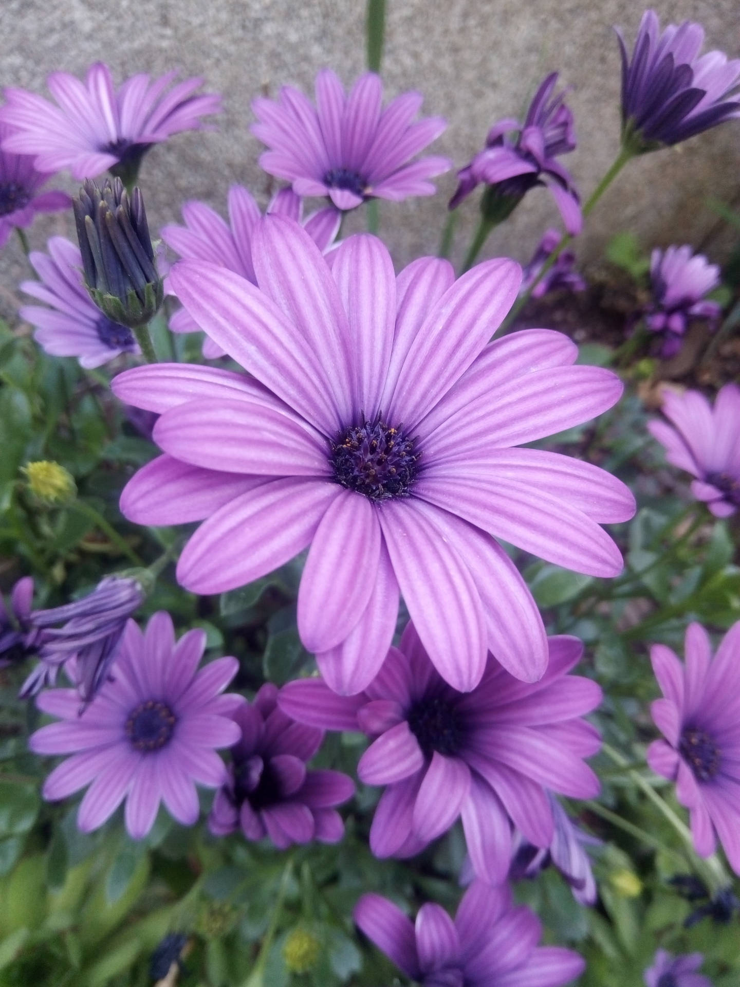 Purple Cosmos Flowers Iphone Background