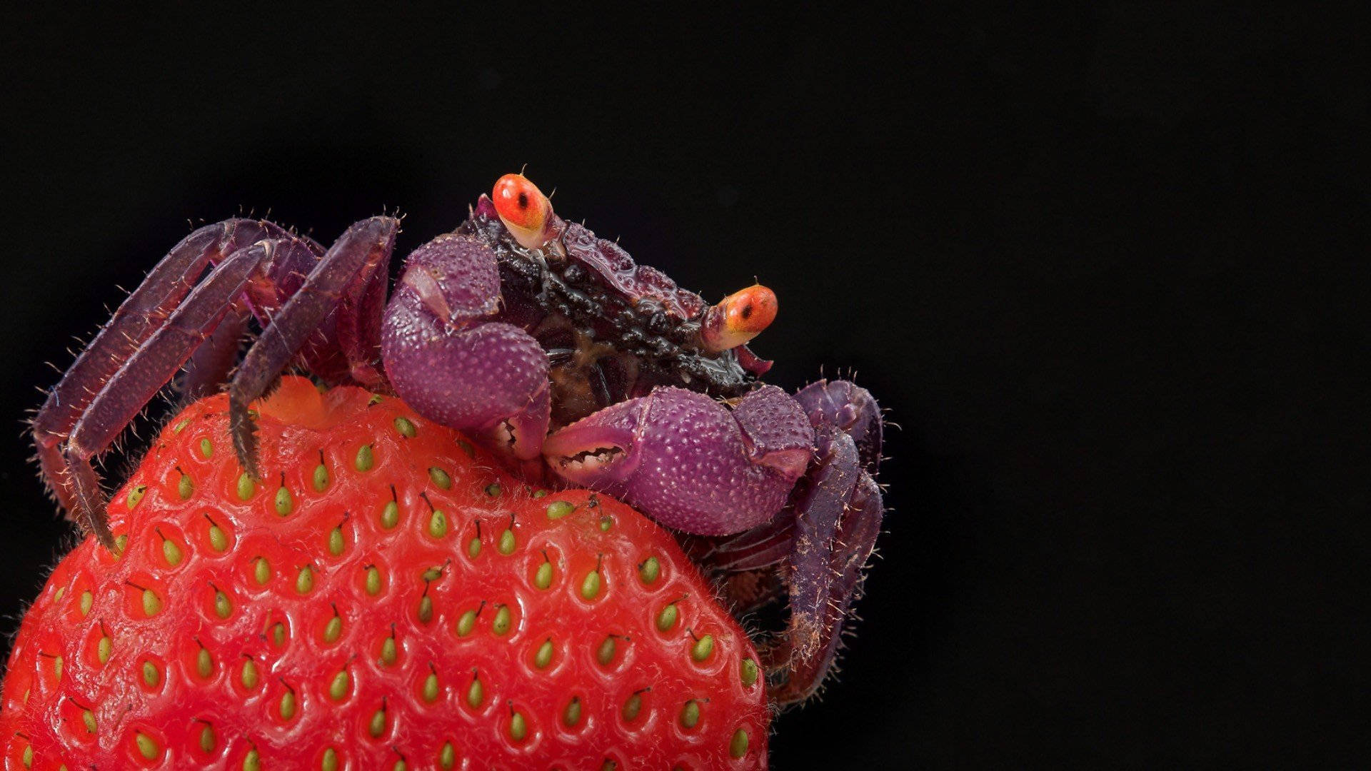 Purple Crab With Strawberry Background