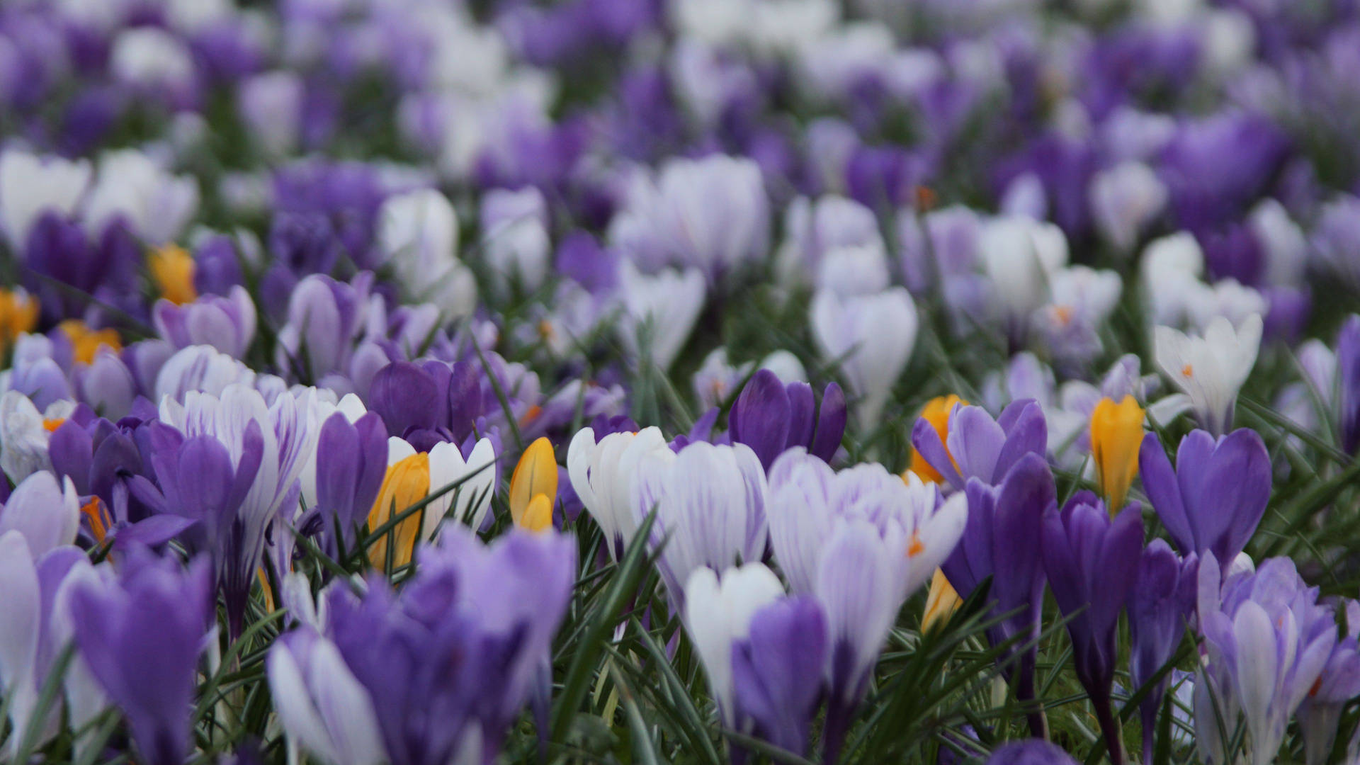 Purple Crocus Flower Field Background