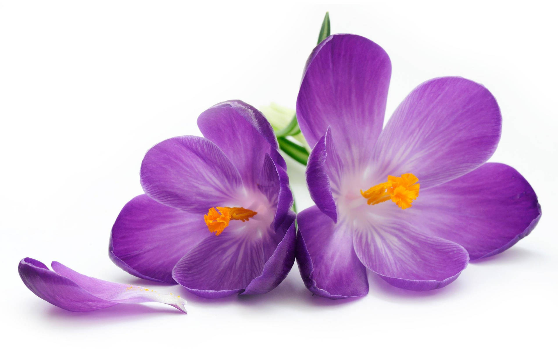 Purple Crocus Flower Petals Laptop Background