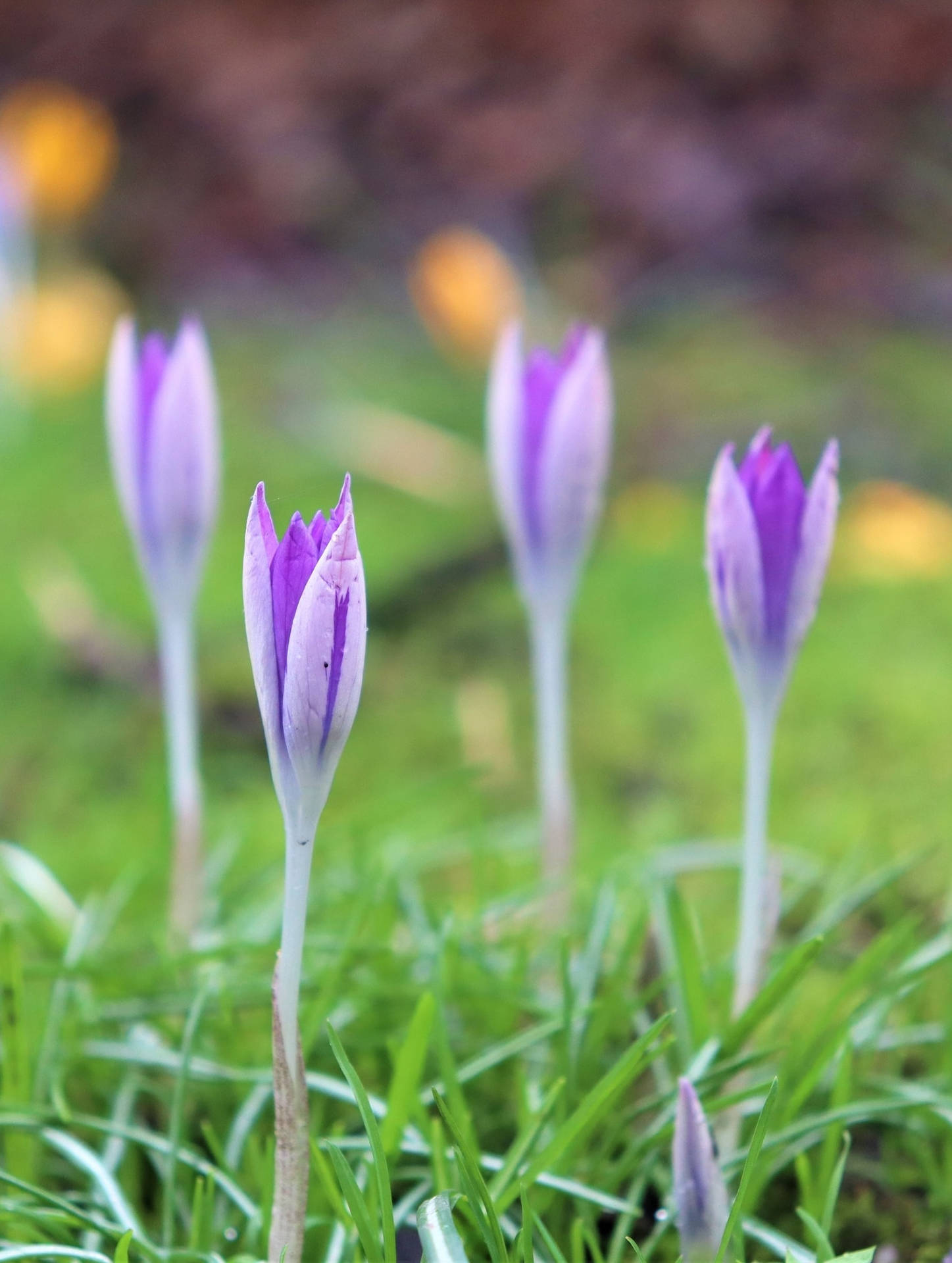 Purple Crocus Flowers Blossoming Iphone Background