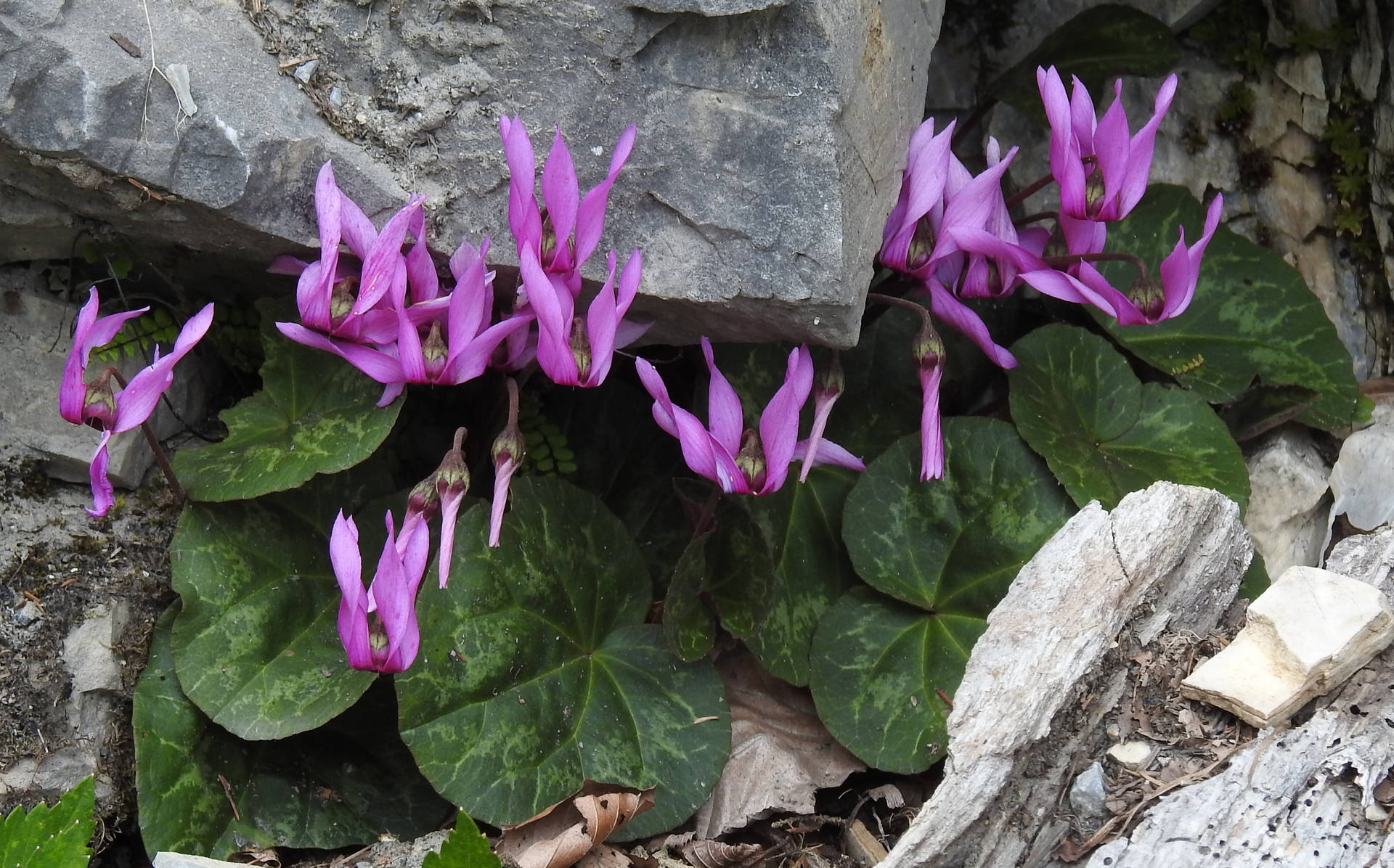 Purple Cyclamen Purpurascens