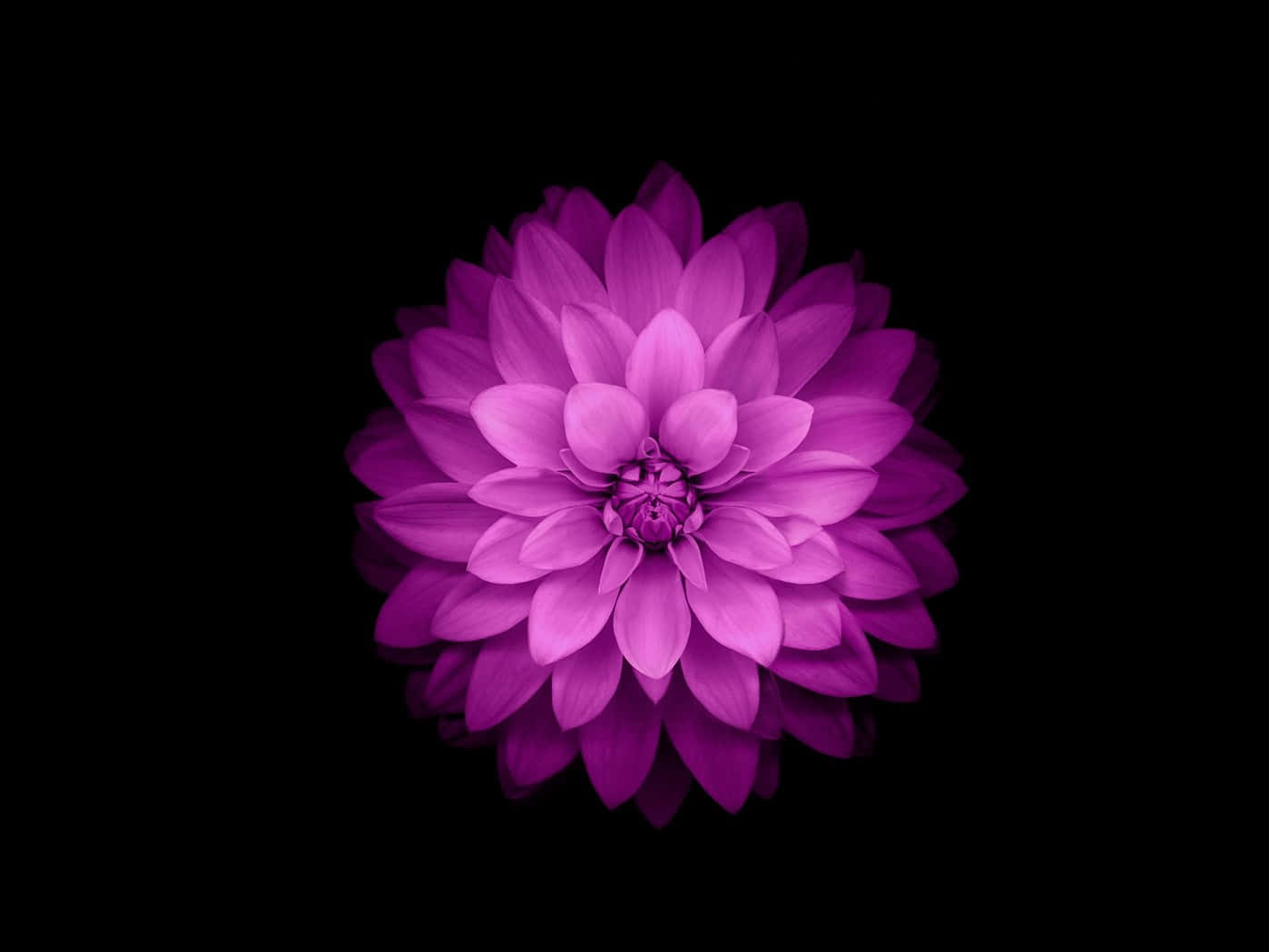Purple Dahlia Flower Ios 3 Background
