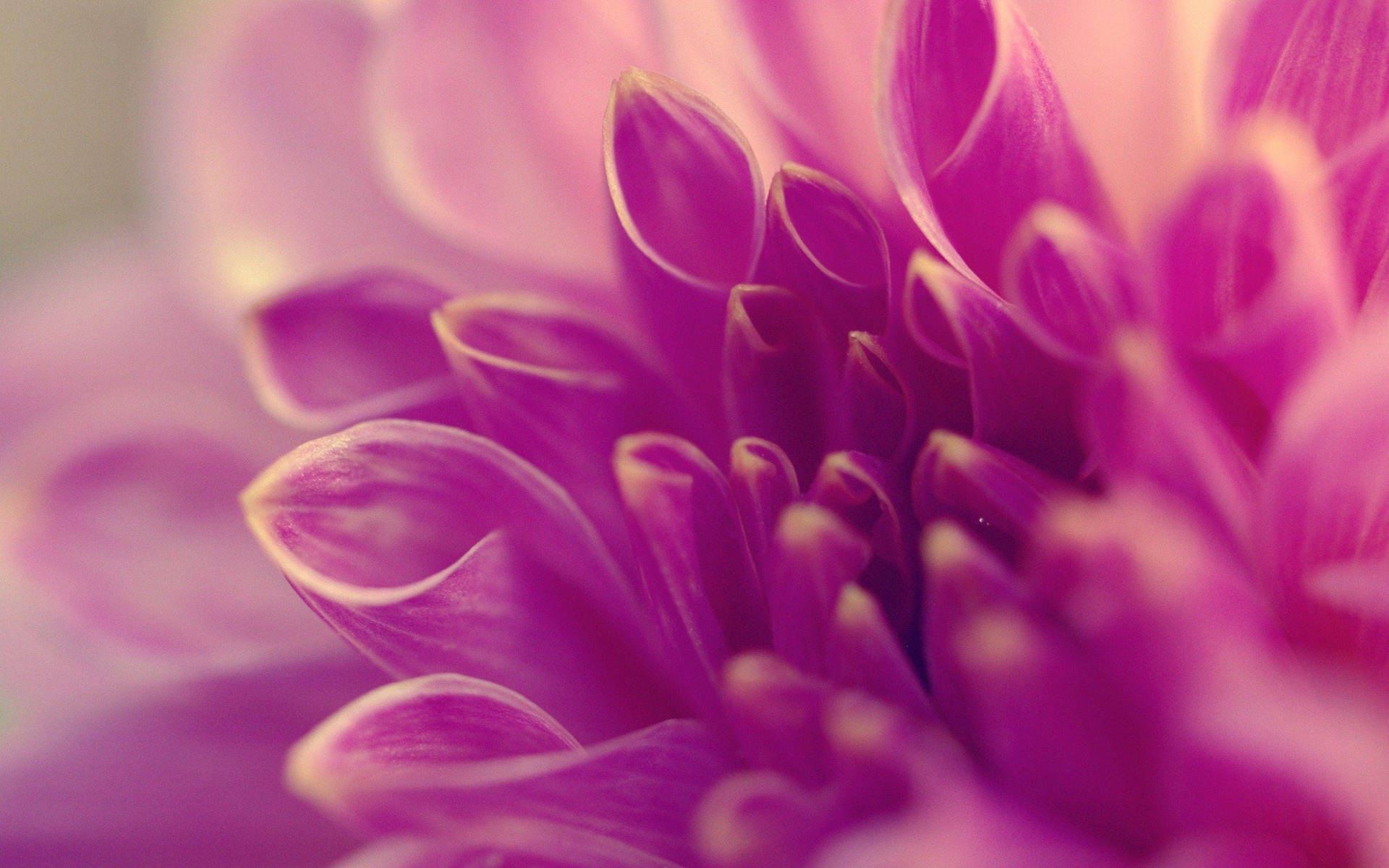 Purple Dahlia Flower Petals Laptop Background