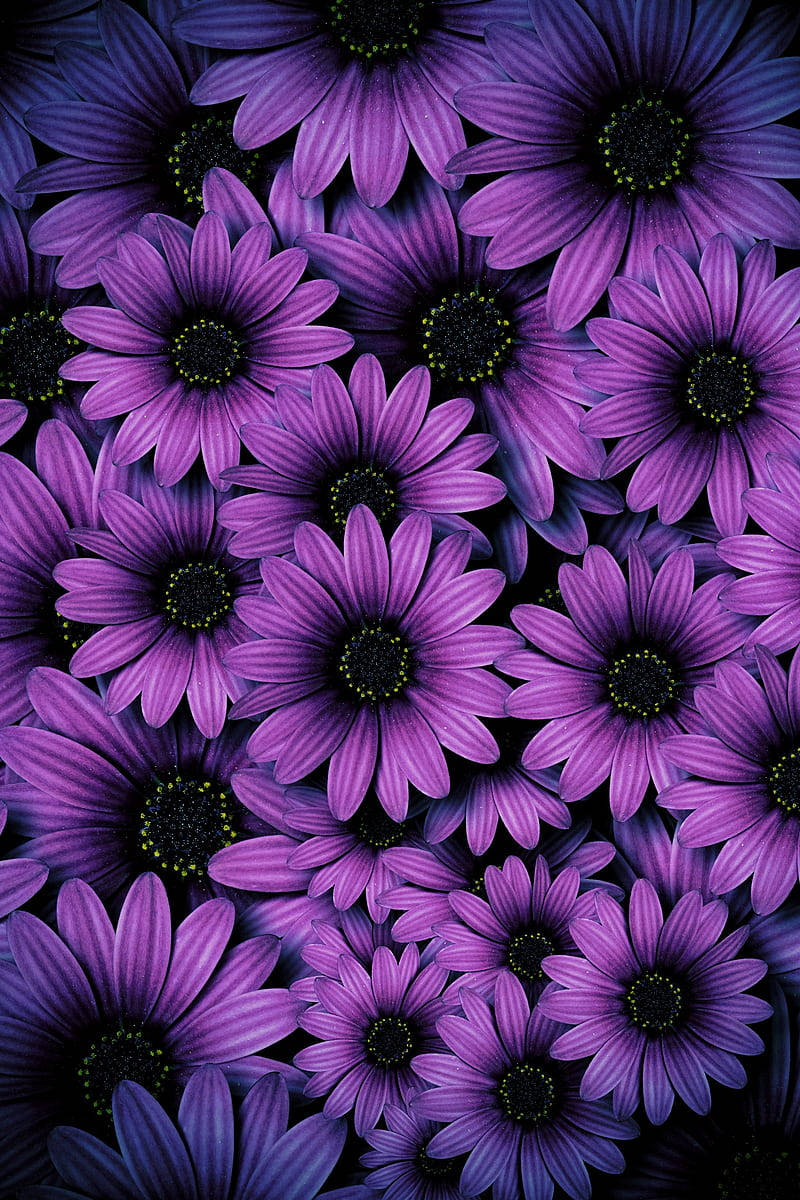 Purple Daisies As Aesthetic Purple Flower Background