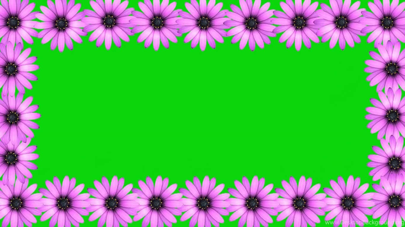 Purple Daisy Wedding Frame Green Background Background