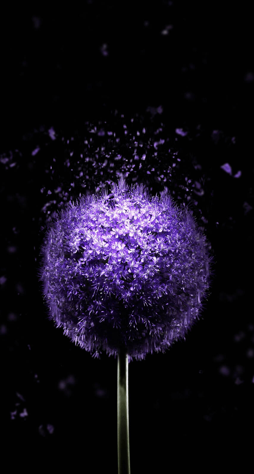 Purple Dandelion Oled Iphone Background