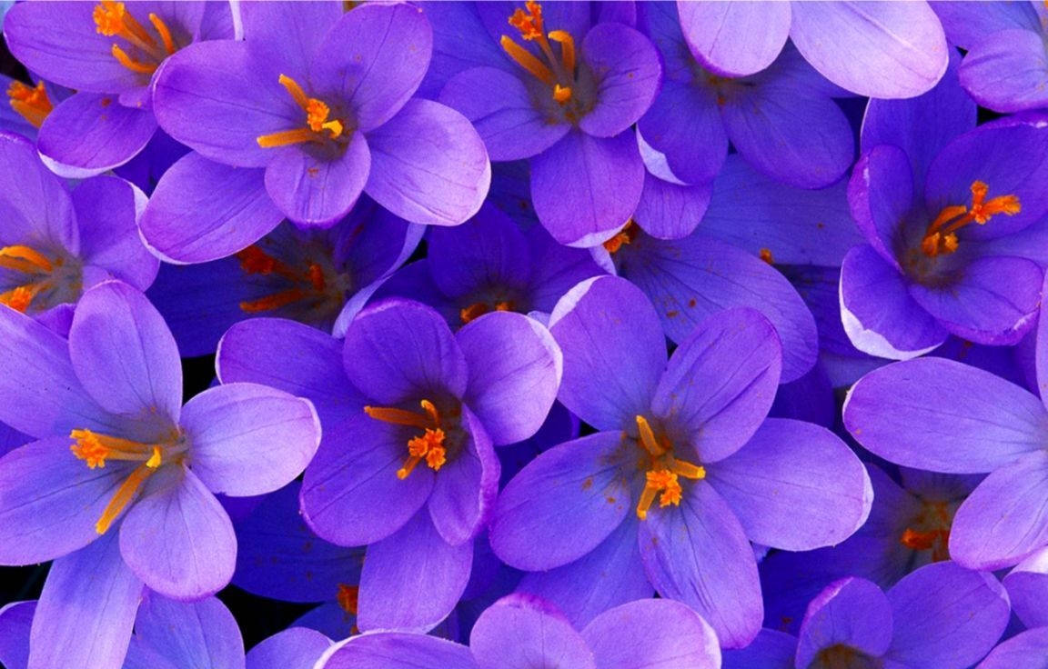 Purple Delight In Saffron Crocus Background