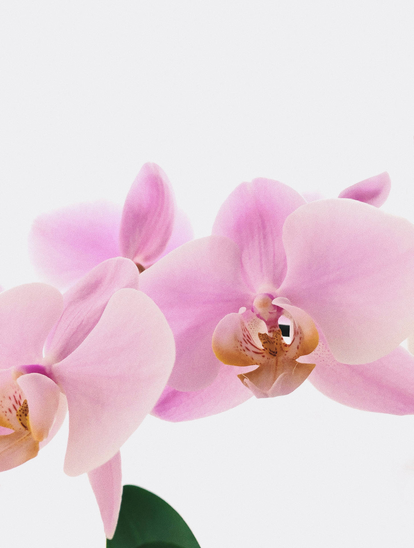 Purple Dendrobium Orchids Background