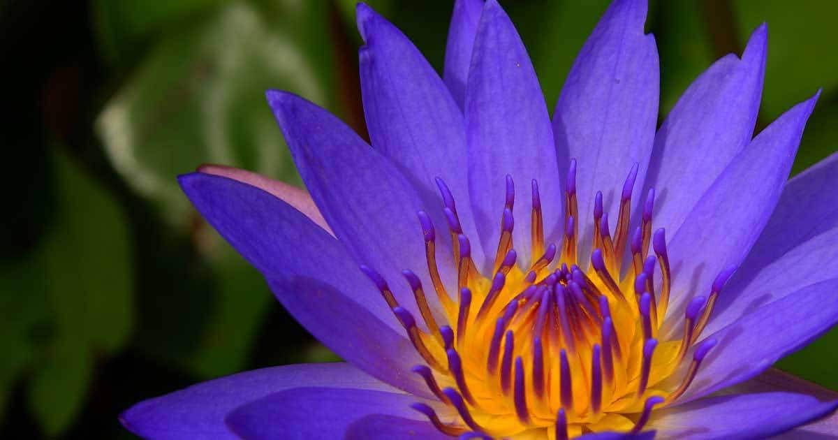 Purple Egyptian Water Lily Background