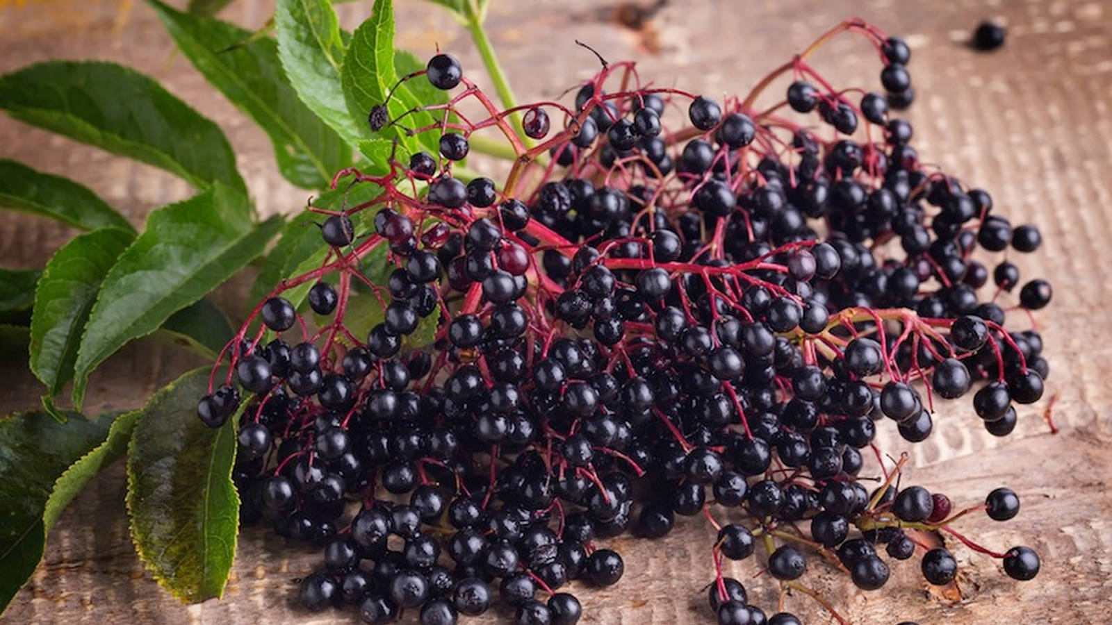 Purple Elderberry Fruits Patch Shot Background