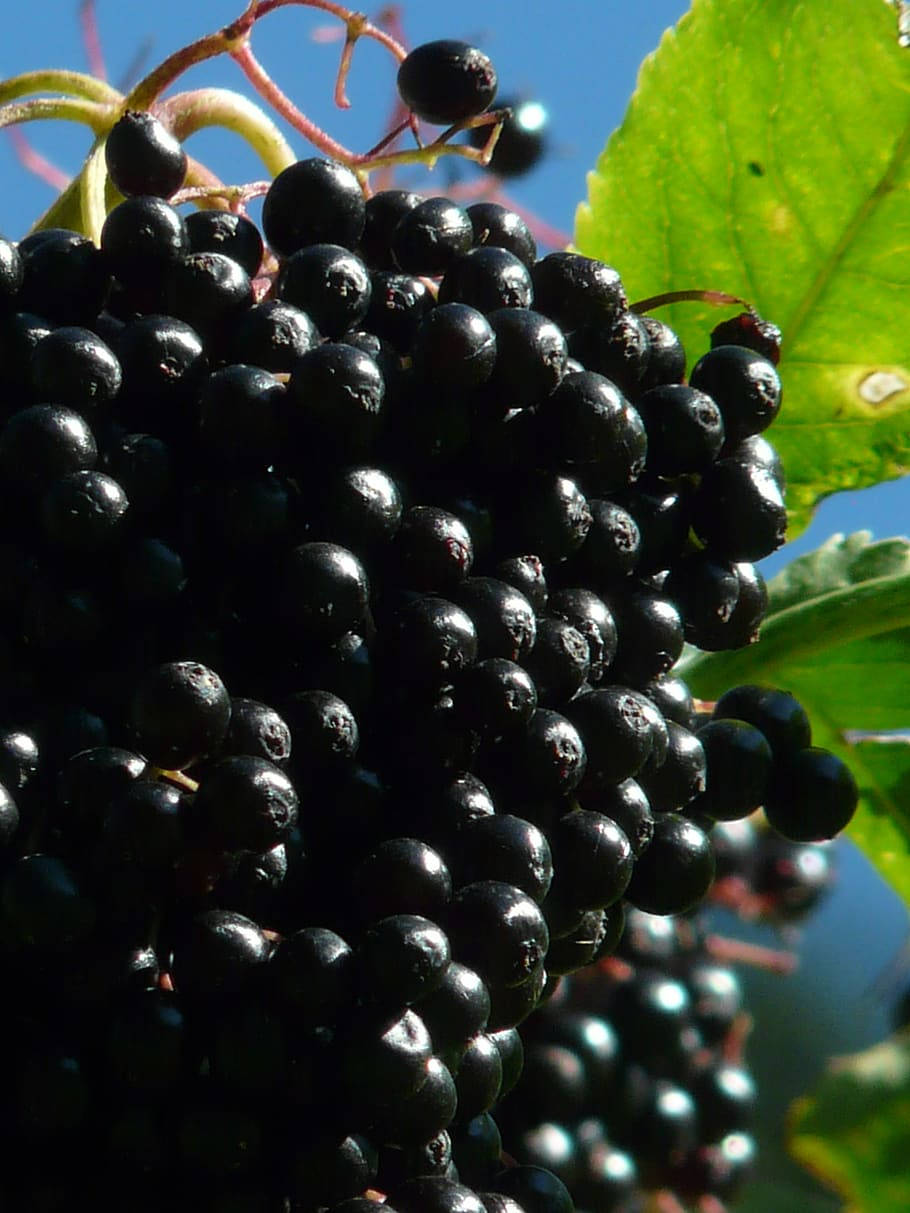 Purple Elderberry Fruits Side Angle Shot Background