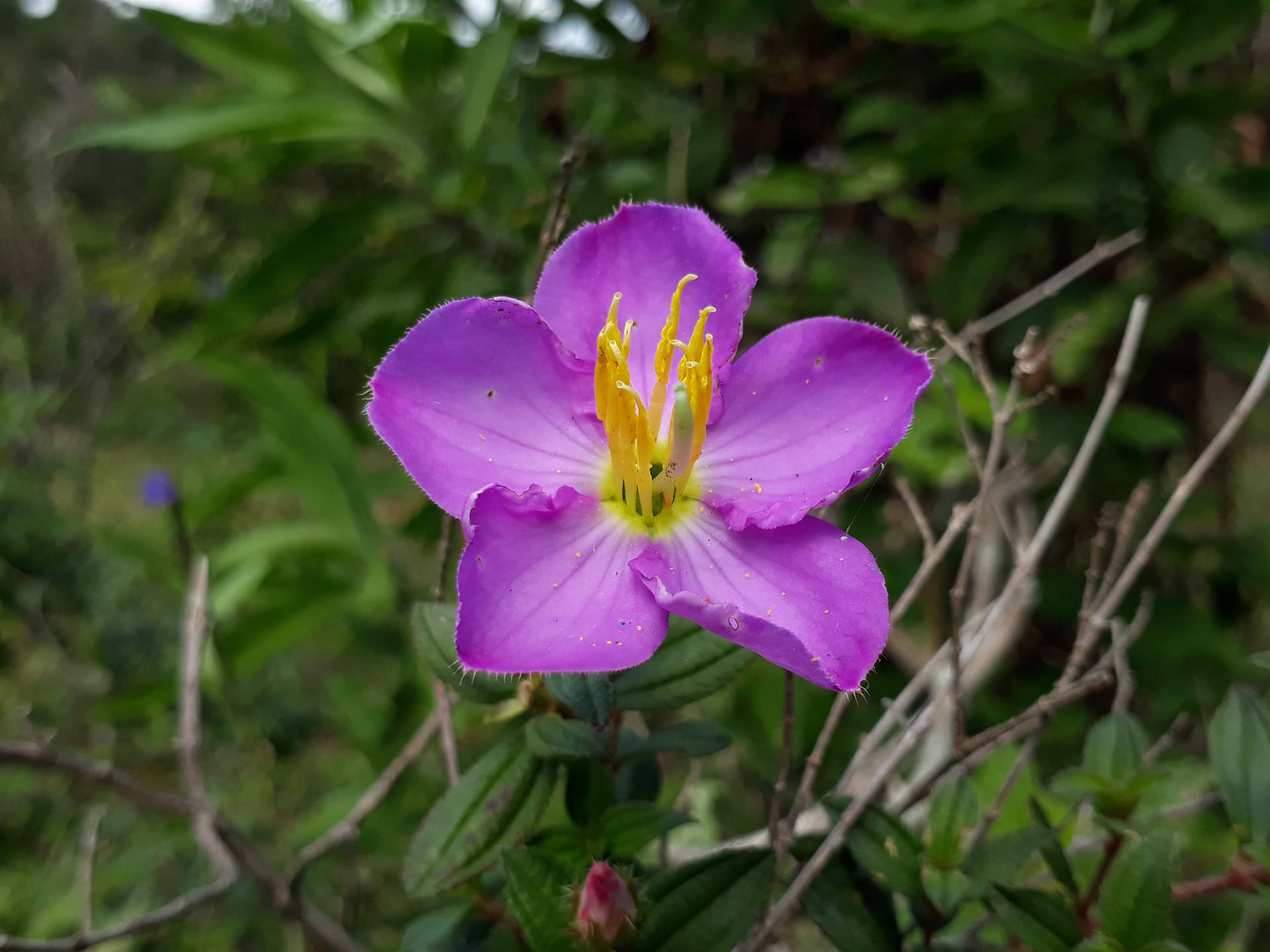 Purple Endemic Flower Background