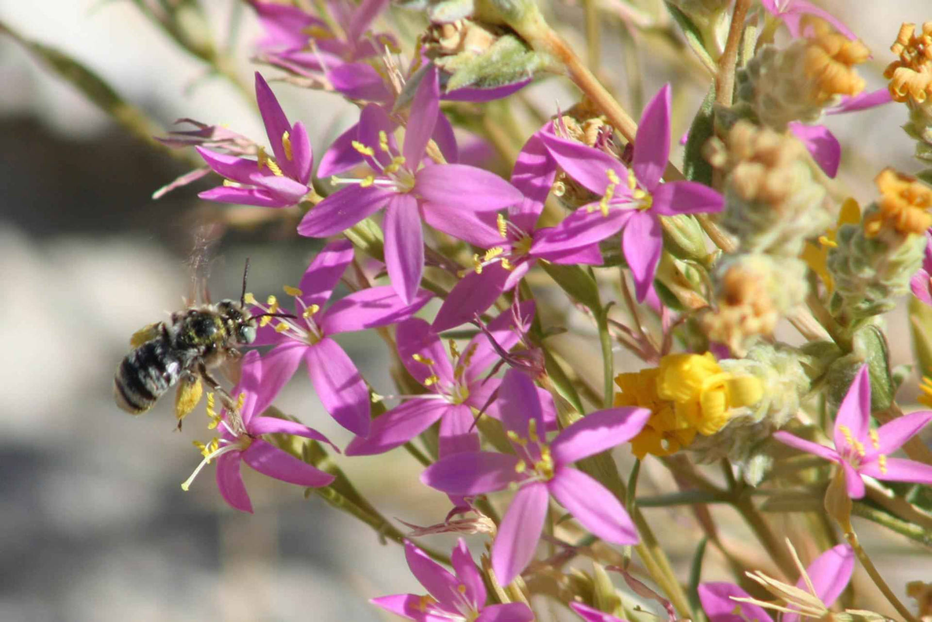 Purple Endemic Flowers