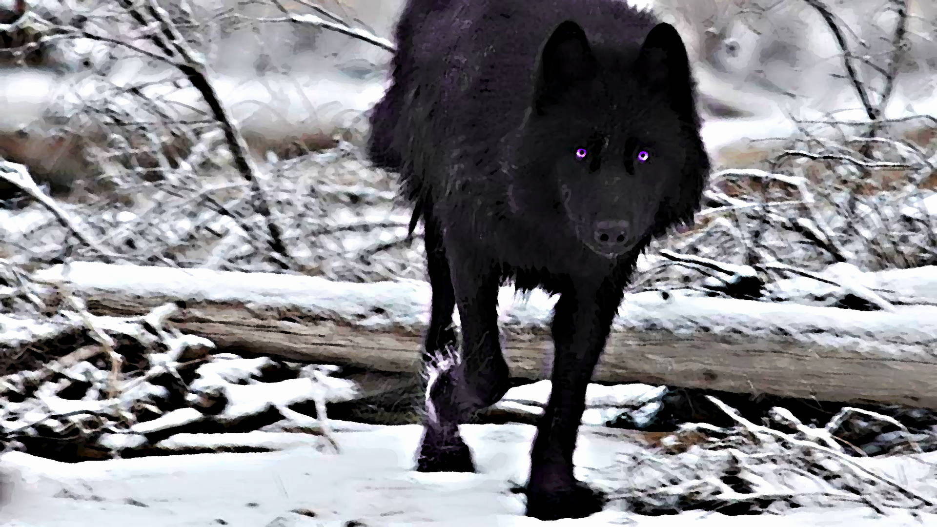 Purple-eyed Black Wolf Background