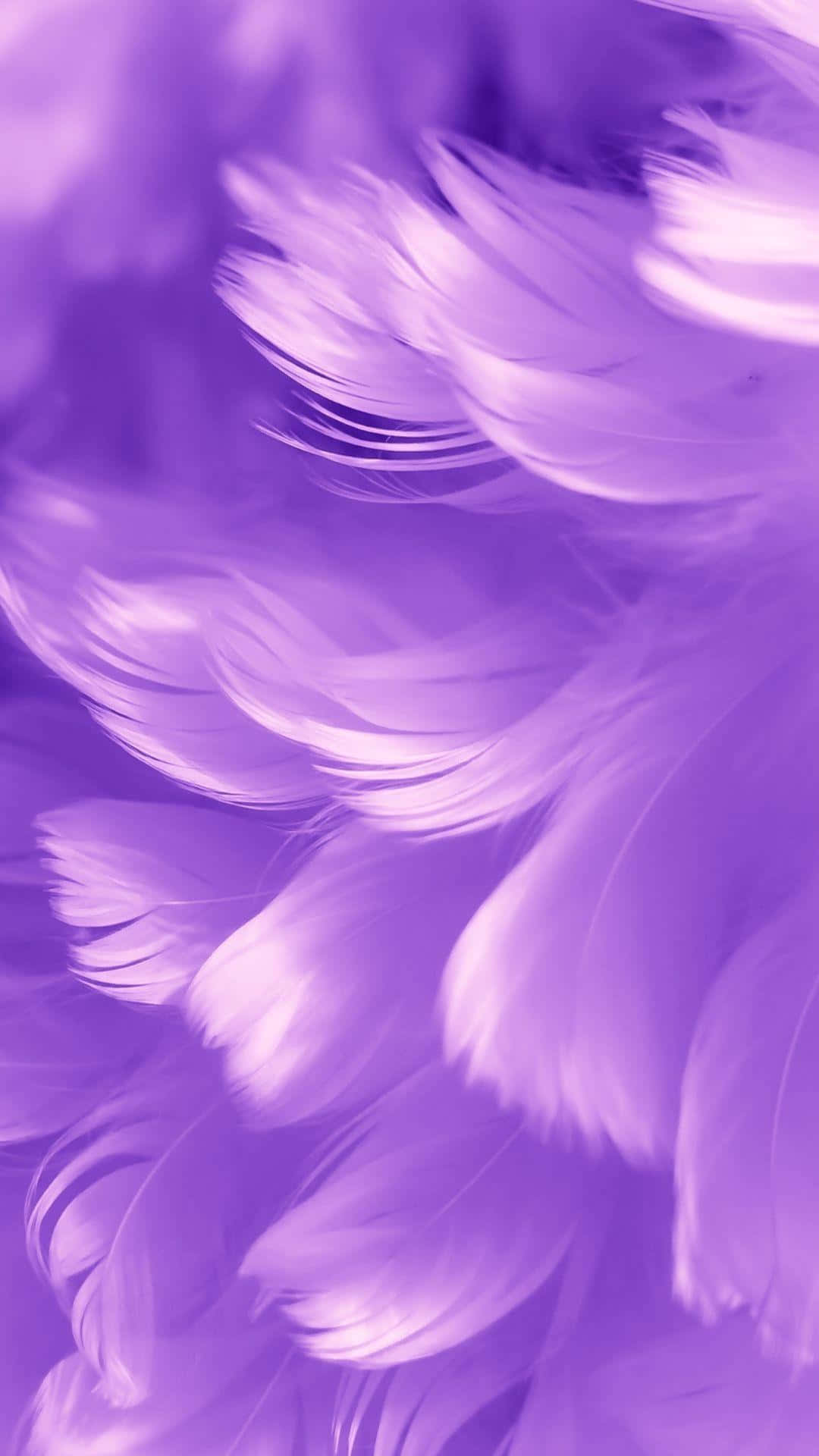 Purple Feather Texture Background