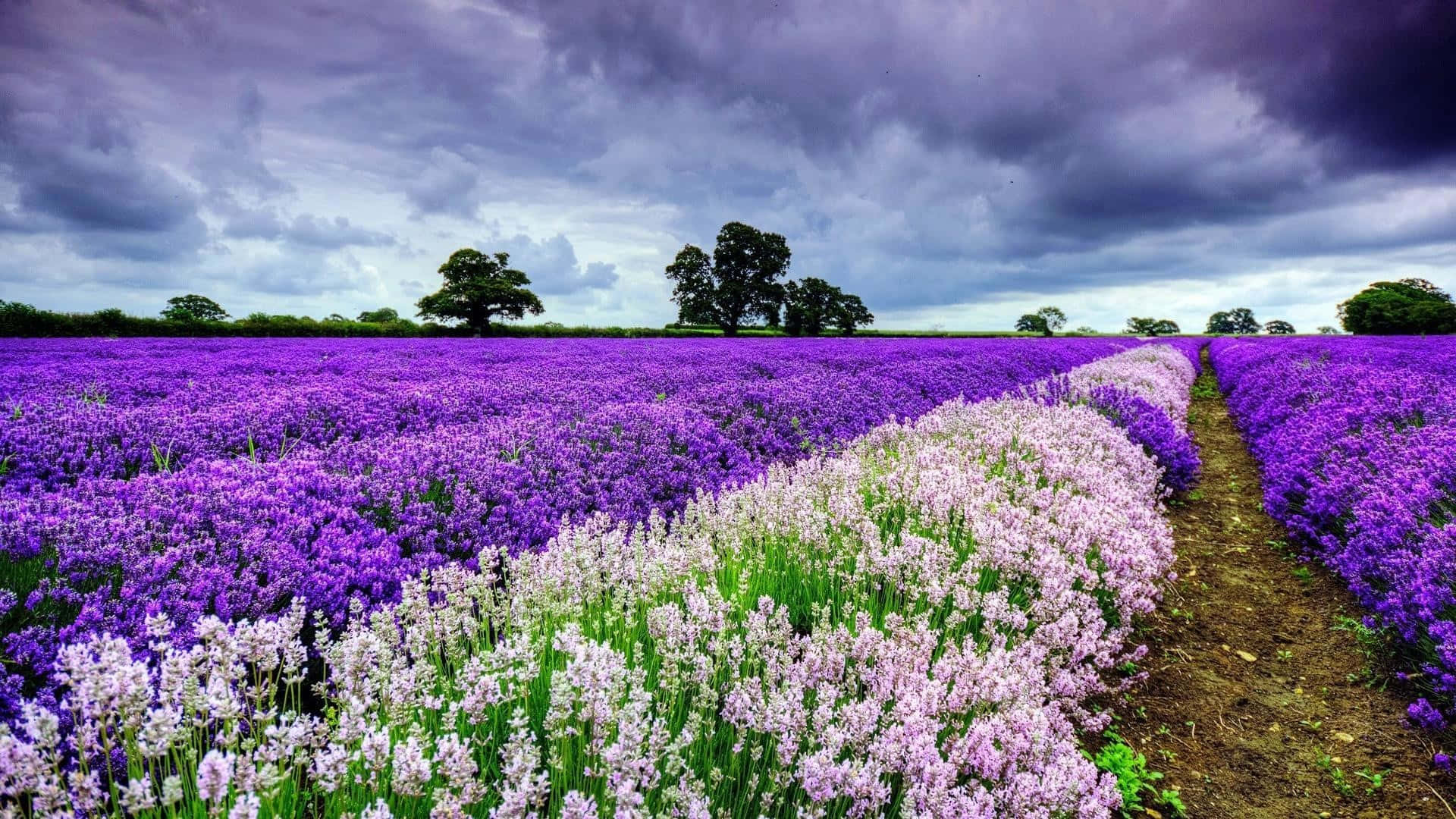 Purple Field Flower Cute Spring Desktop With Cloudy Sky Background