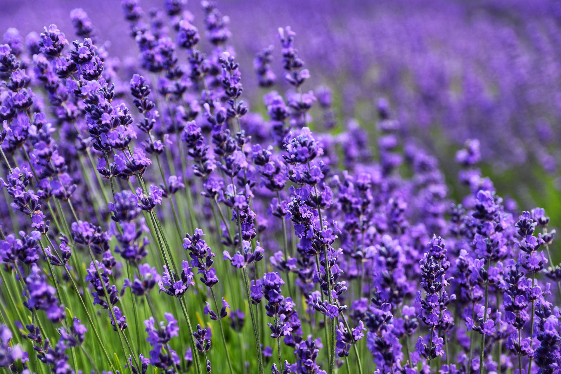 Purple Field Lavender Flowers Macro Background