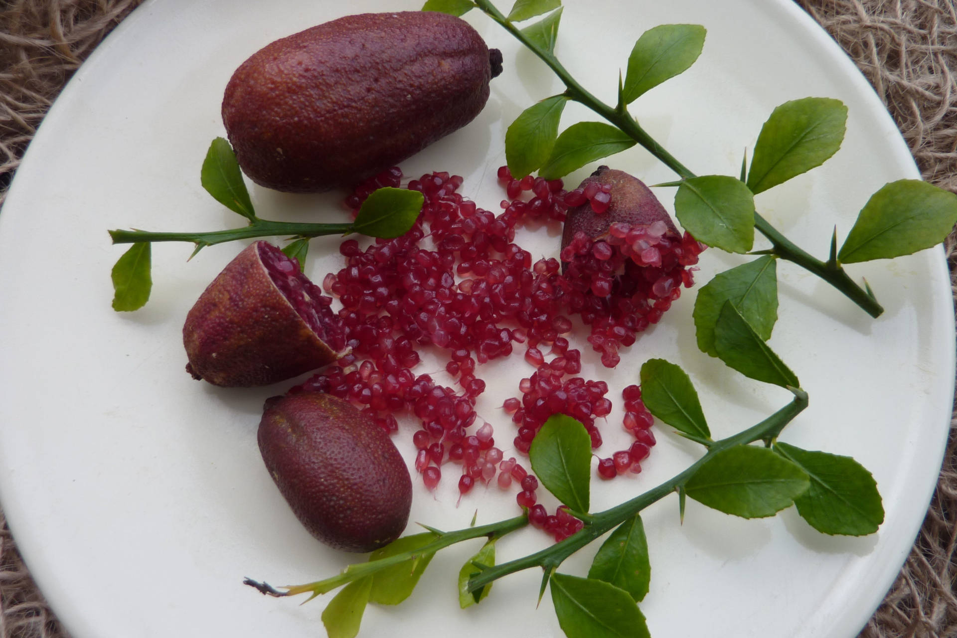 Purple Finger Limes