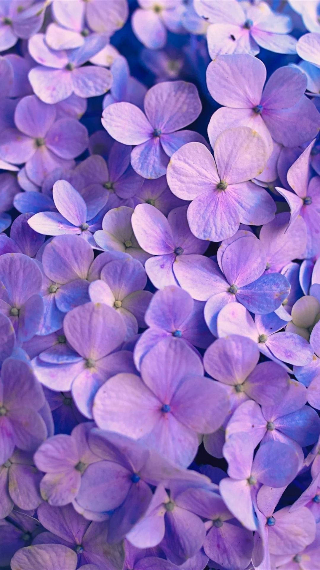 Purple Flower Aesthetic