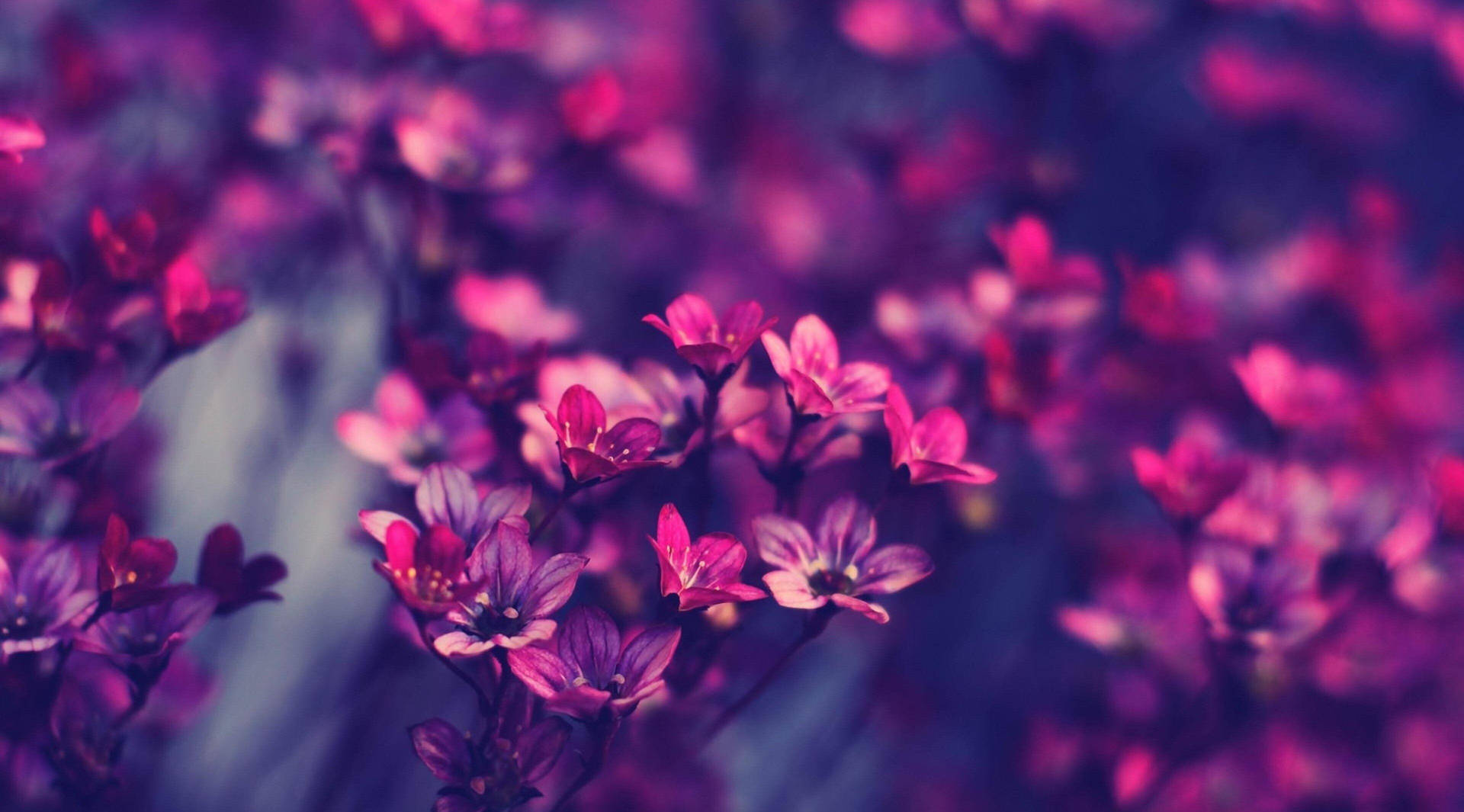 Purple Flower Aesthetic Background