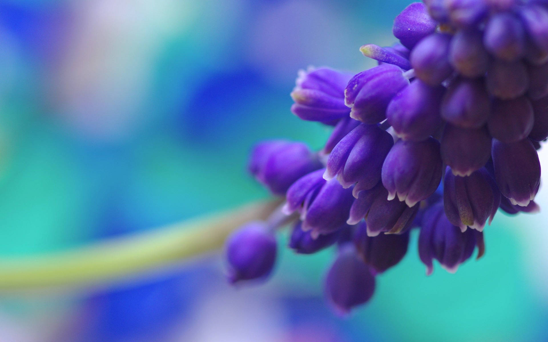 Purple Flower Against A Blurry Background Desktop Background