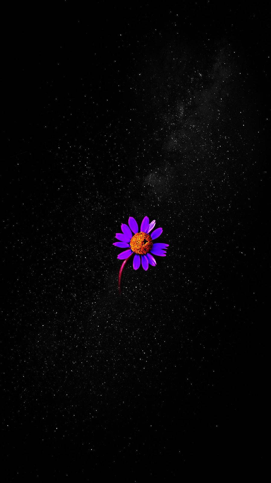 Purple Flower All Best Background