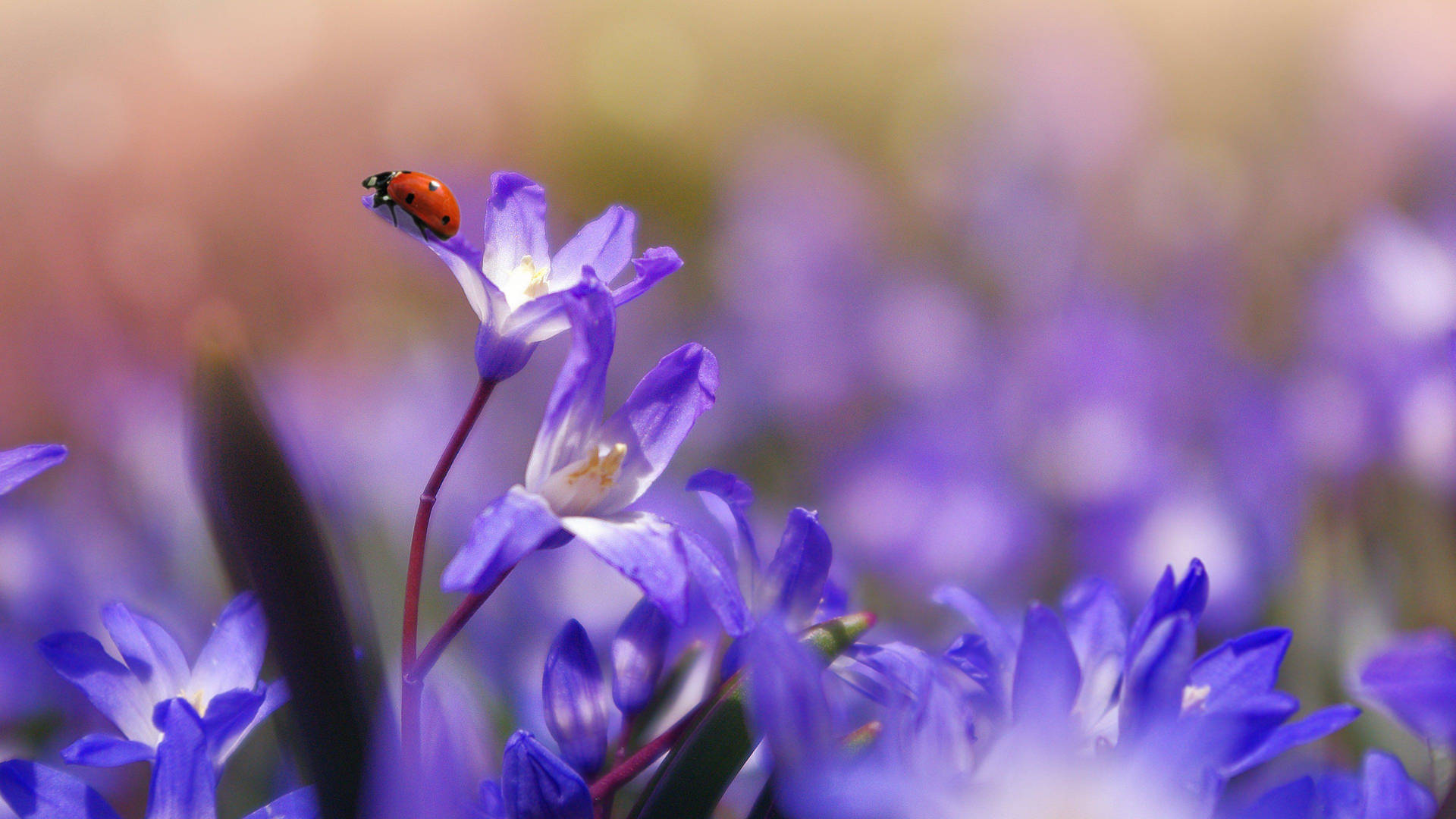 Purple Flower And Ladybug