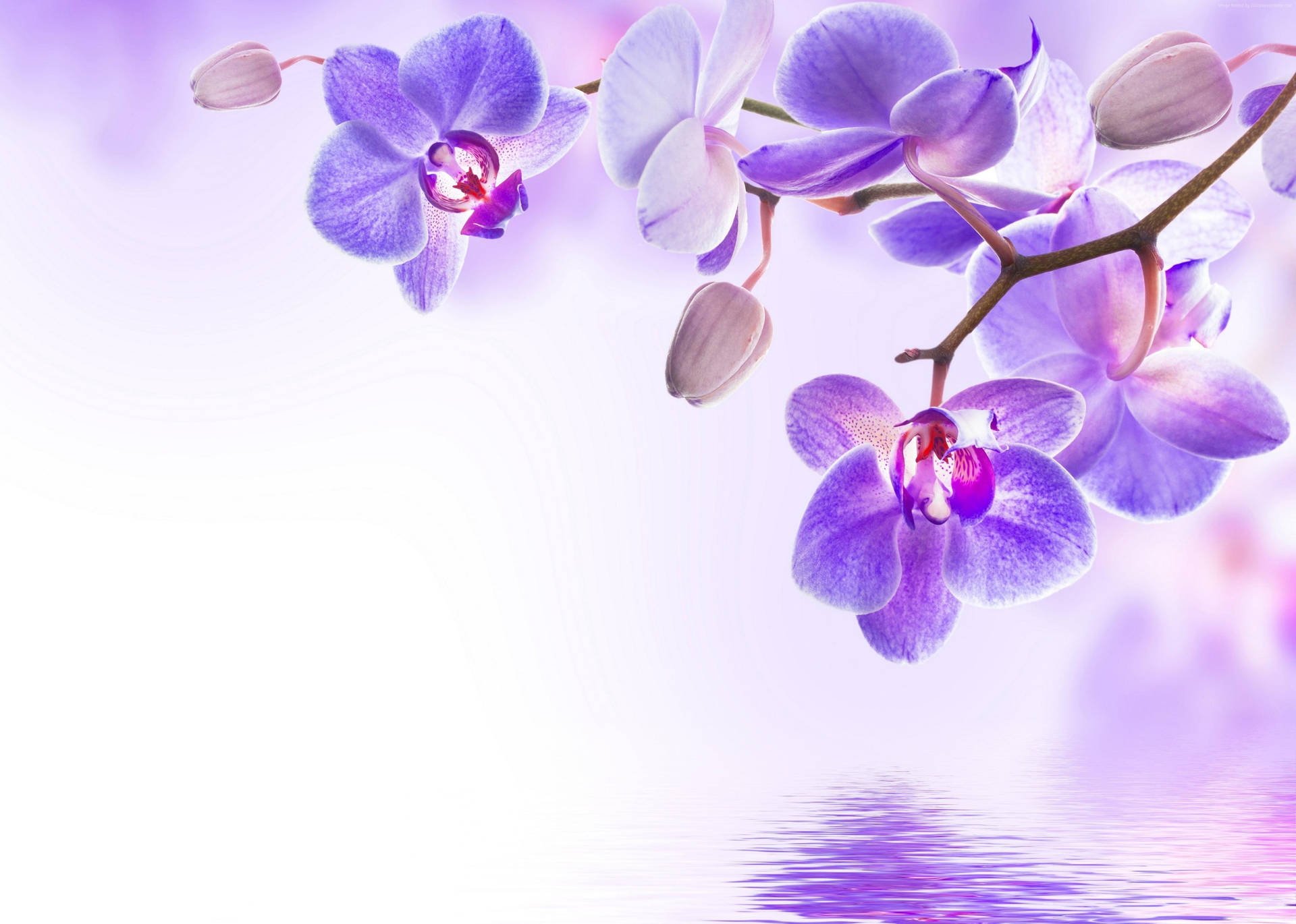 Purple Flower And Lake Artwork