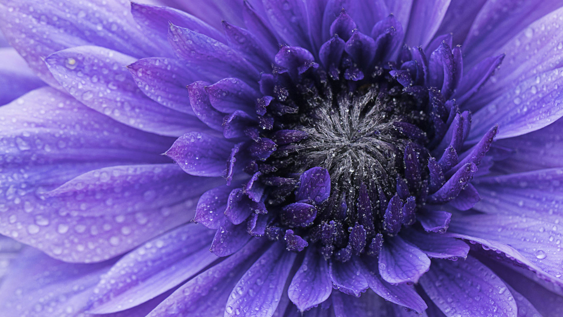 Purple Flower Black Center Close-up