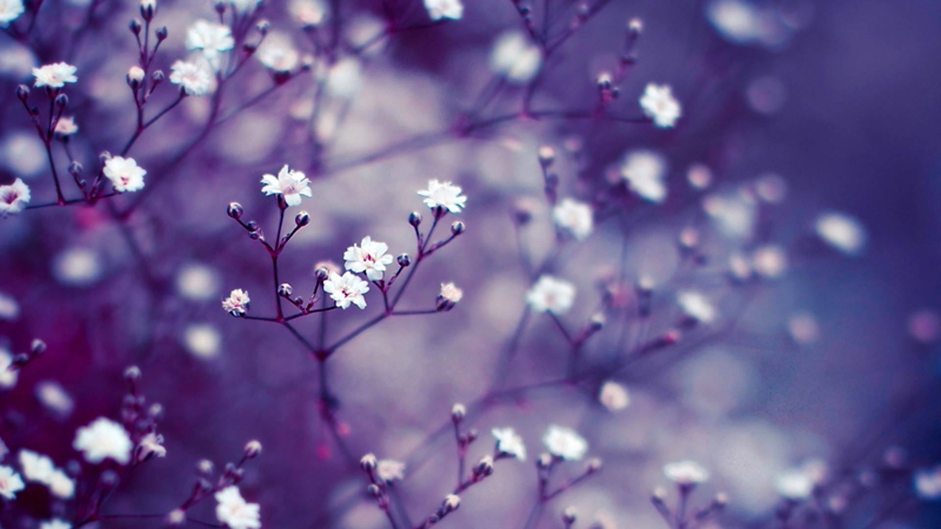 Purple Flower Blossoms On Tree